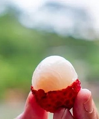 8岁女童大量吃荔枝中毒