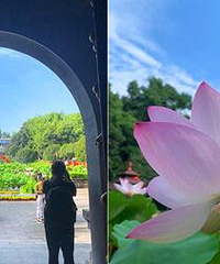 荷花已开好,暴走万步实拍华岩寺