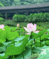 “荷”你相约!一起去这些地方赏花