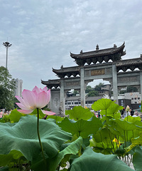 周末“荷”你有约