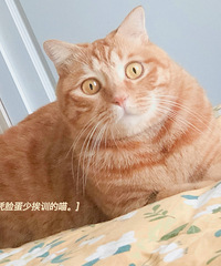 大家上班的时候会给猫猫开空调吗?