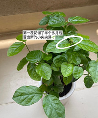 上月我超满意的一笔20元支出:茉莉盆栽,长得枝繁叶茂