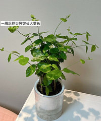 上月我超满意的一笔20元支出:茉莉盆栽,长得枝繁叶茂