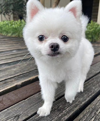 130ƽϷ£ȫݶûʧ񳬺