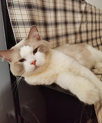 相亲女说接受她就必须先接受和她猫一起睡,你们能接受这点吗?