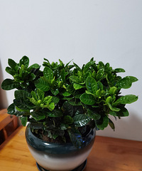 85��158CM����ѧ��ʿѧ���ĸ�У��ʦ���飬ϣ���㹤���ȶ�