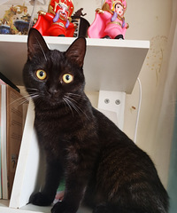 89��153CM��С������飬ϣ���Է�85~90��