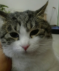 看看我家的猫会给大家带来怎么样的乐趣体验吧,它叫小九