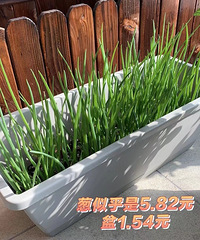网购2块钱的盆,5块钱的菜苗,让我在家实现了蔬菜自由!