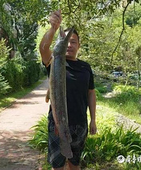 青岛一小区人工湖抓到两条鳄雀鳝