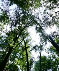 ������ĩ���ͣ���ɫ���ɫ�Ľ��֮¶Ӫ����ʰ��ֲ������¸�