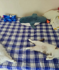 ��2ֻСè���ĵ�����ĩ