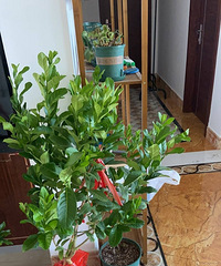 ��ĩϲ���׽�����Ȼ��Ҫôȥ��ժҪôȥ�仨��