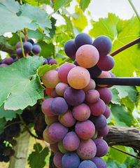 ��ĩϲ���׽�����Ȼ��Ҫôȥ��ժҪôȥ�仨��