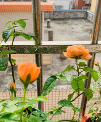 ��ĩ��ذ���Ҹ��ƻ�ʳ����ͬʱҲ�ᱻ��