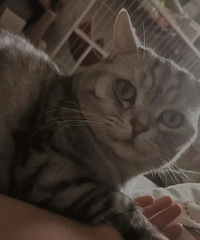 ������ĩ���ͣ�è�����ȣ�����