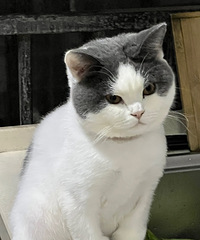 ������ĩ���ͣ�è����ë����һ���»�Ƥ�������ɰѲ�ʺ�ټ�����