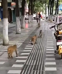 ǭ��ɽ�ĺ����Ͻ���ʳ