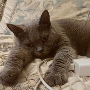 ���º�è��Ų����