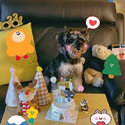 ��108Ԫ�����򵰸�