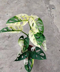我震惊了!大家猜猜这盆平平无奇的绿植要好多钱,按叶子算的