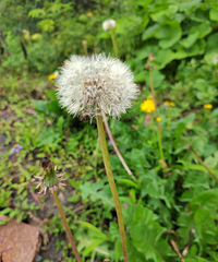 88��158CM�����й���С������飬ϣ��������170����