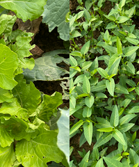 花300块租了200平的菜地来种
