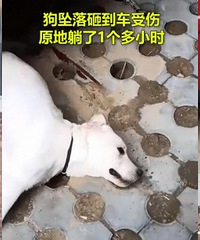 夫妻疑因吵架把狗推下4楼,好心人领养