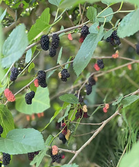 33��155CM�������ҵ�С������飬ϣ���Է�80~89��