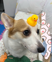 86������ֻ���Ĳ���С������飬ϲ������Ӱ�����̲�