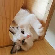买的母猫结果是公猫