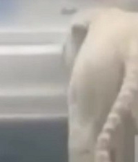 游客车辆遭白虎追咬留下牙印