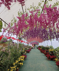 ջչﳵ۽ʳôһպóʵ