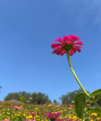 ＾ͻһΣա乫԰˳ʳ