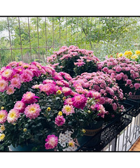 95��170CM�������������飬ϣ���Է�����176����