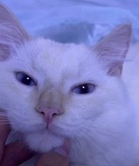 94年985211本硕连读的银行小哥征婚,养了只猫