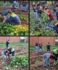 丰收啦!娃和同学们在学校挖红薯