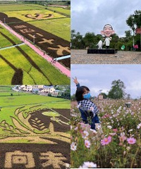 到大足隆平五彩田园欣赏“水稻画”