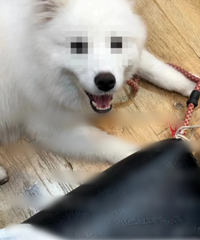 毁三观!房东趁租客不在家性侵狗狗