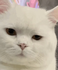 ������ֵ����ѼѼ����ë��48����Ľ����������2��158