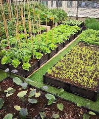 �ڳ�����Լ����и���԰�����������飿