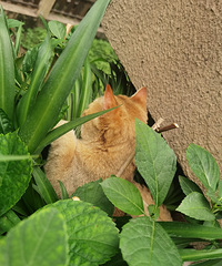 ��������è��ͬ�ӵ����ӣ��������ͱ�������