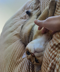 ��������è��ͬ�ӵ����ӣ��������ͱ�������