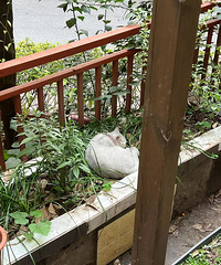 �Ӽ�����DAY5.��Ҷ����Է���Ĭ��~~~