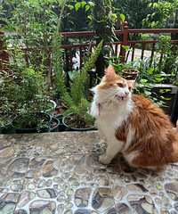 �Ӽ�����DAY5.��Ҷ����Է���Ĭ��~~~