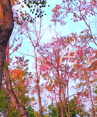 ���빫԰.���־�Ⱦ��