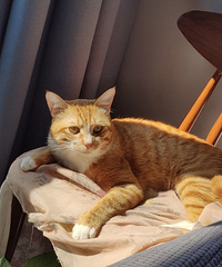 买过烘干机的请进,烘干机真的能除猫毛吗?