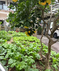 �л�԰ȷʵ���ݣ�����С��Ժ���вˡ��й��ߣ���Ľ��