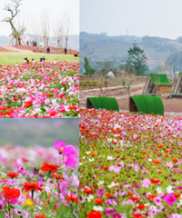 主城这里有大片格桑花,还有露营地