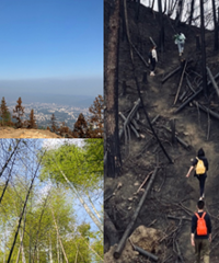 二刷山火后的缙云山,徒步感受新的生机